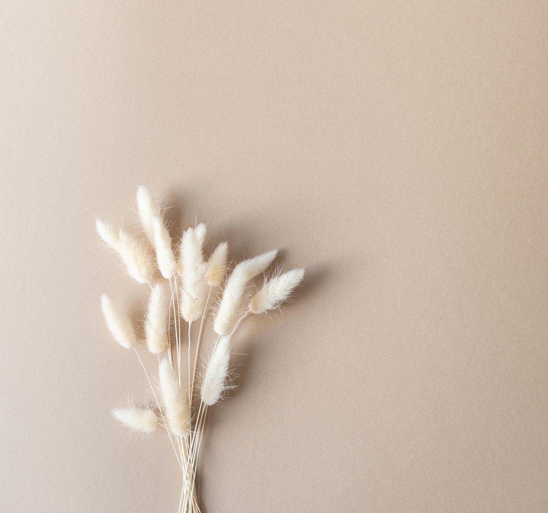 Dry fluffy lagurus flowers on beige background